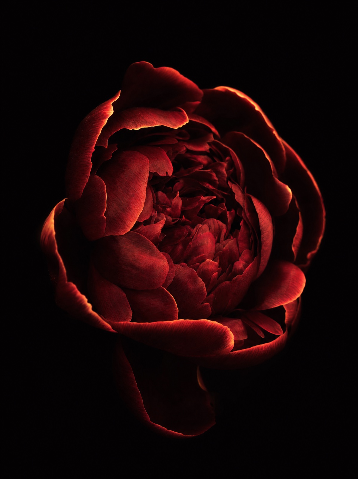 A dark red peony against a black background