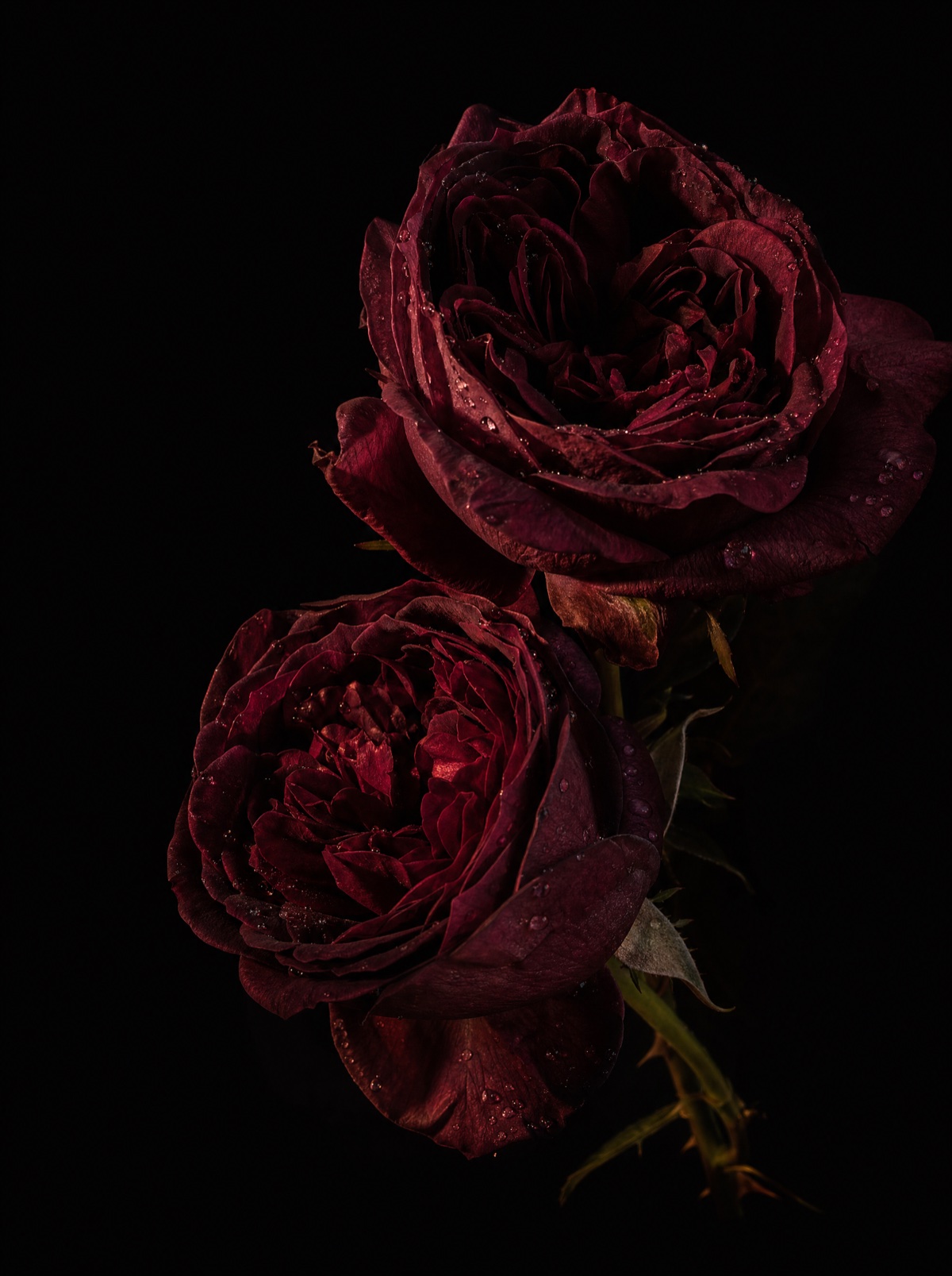 Two burgundy roses on a black background in warm light